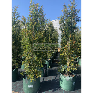 Syzygium Backyard Bliss Xxxxl Super Large 100Lt Bag Lily Pilly Plants