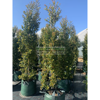 Syzygium Backyard Bliss Xxxxl Super Large 100Lt Bag Lily Pilly Plants