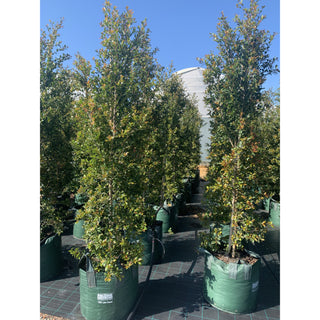 Syzygium Backyard Bliss Xxxxl Super Large 100Lt Bag Lily Pilly Plants