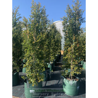 Syzygium Backyard Bliss Xxxxl Super Large 100Lt Bag Lily Pilly Plants