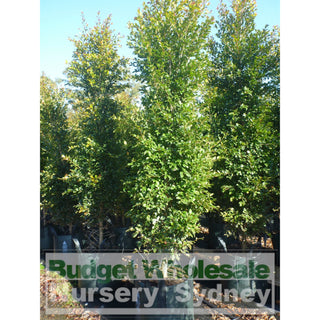 Syzygium Backyard Bliss Xxxxl Super Large 100Lt Bag Lily Pilly Plants