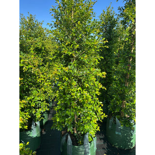 Syzygium Backyard Bliss Xxxxl Super Large 100Lt Bag Lily Pilly