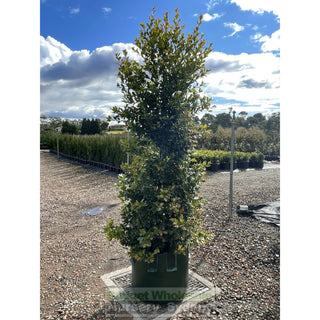 Syzygium Backyard Bliss Xxxxl Super Large 100Lt Bag Lily Pilly Plants