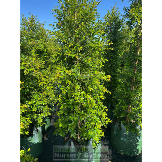 Syzygium Backyard Bliss Xxxxl Super Large 100Lt Bag Lily Pilly