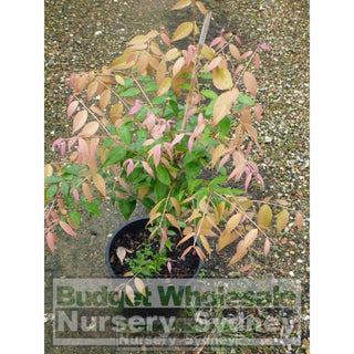 Syzygium Cascade 200Mm Pot Plants