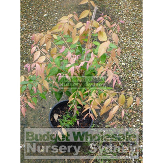 Syzygium Cascade 300Mm Pot Plants