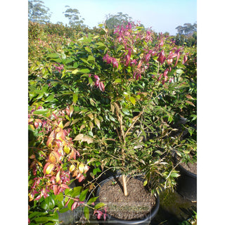Syzygium Cascade 400Mm Pot Plants