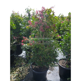 Syzygium Cascade 400Mm Pot Plants