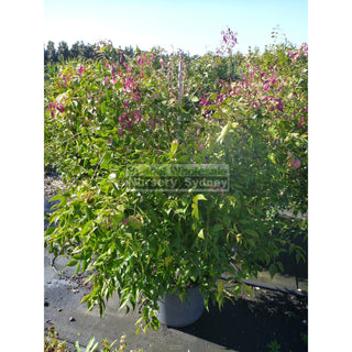 Syzygium Cascade 400Mm Pot Plants