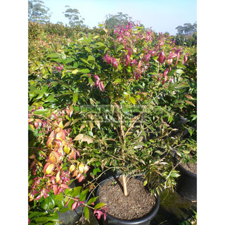 Syzygium Cascade 400Mm Pot Plants
