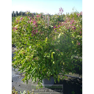 Syzygium Cascade 400Mm Pot Plants