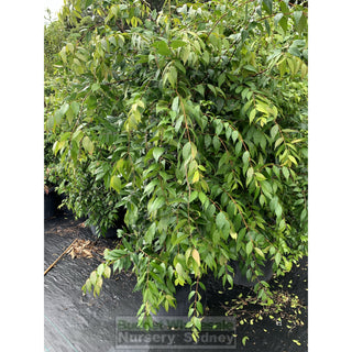 Syzygium Cascade 500Mm / 75L Pot Plants