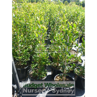 Syzygium Resilience 200Mm Pot - Australian Native Hedging Plant. Plants