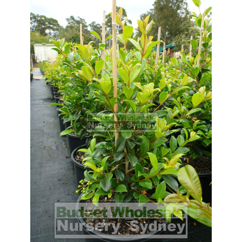 Syzygium Resilience 200Mm Pot - Australian Native Hedging Plant. Plants
