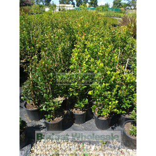 Syzygium Resilience 200Mm Pot - Australian Native Hedging Plant. Plants