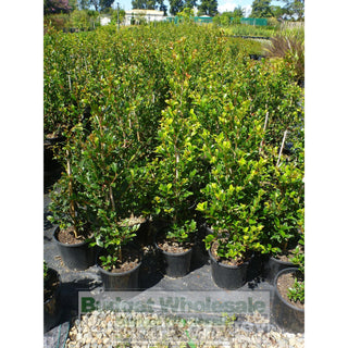 Syzygium Resilience 200Mm Pot - Australian Native Hedging Plant. Plants