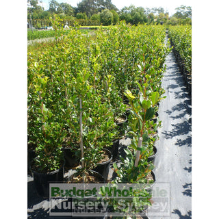 Syzygium Resilience 200Mm Pot - Australian Native Hedging Plant. Plants