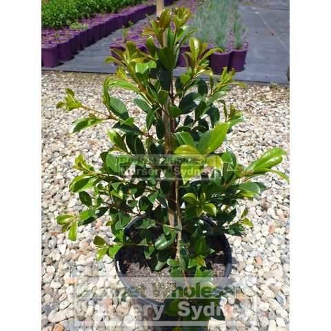 Syzygium Resilience 200Mm Pot - Australian Native Hedging Plant. Plants