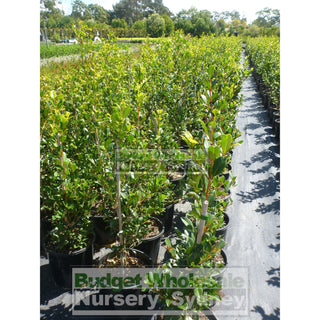 Syzygium Resilience 200Mm Pot - Australian Native Hedging Plant. Plants