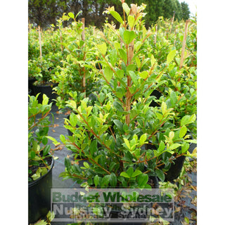 Syzygium Resilience 200Mm Pot - Australian Native Hedging Plant. Plants
