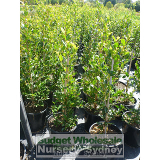 Syzygium Resilience 200Mm Pot - Australian Native Hedging Plant. Plants