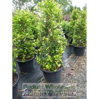 Syzygium Resilience Super Large 400Mm Pot / 45Lt Squat Bag Plants