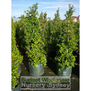Syzygium Resilience Super Large 400Mm Pot / 45Lt Squat Bag Plants