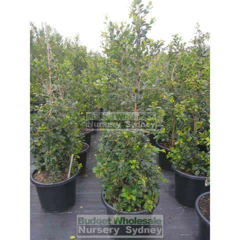 Syzygium Resilience  400mm Pot / 45Lt