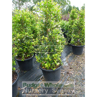 Syzygium Resilience Super Large 400Mm Pot / 45Lt Squat Bag Plants