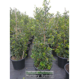 Syzygium Resilience Super Large 400Mm Pot / 45Lt Squat Bag Plants