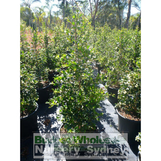 Syzygium Resilience Super Large 400Mm Pot / 45Lt Squat Bag Plants