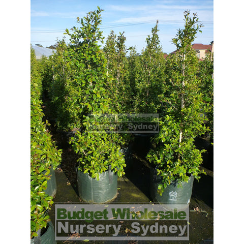 Syzygium Resilience Super Large 400Mm Pot / 45Lt Squat Bag Plants