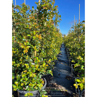 Syzygium Resilience Super Large 400Mm Pot / 45Lt Squat Bag Plants
