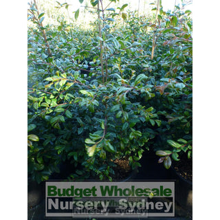 Syzygium Resilience Large 300Mm Pot Plants