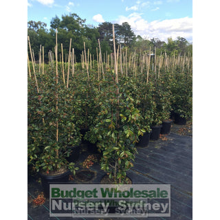Syzygium Resilience Large 300Mm Pot Plants