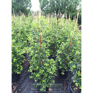 Syzygium Resilience Large 300Mm Pot Plants