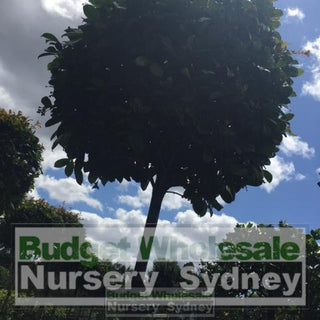 Syzygium Resilience Standard 300Mm Pot Topirary (Lollipop Plant) Plants