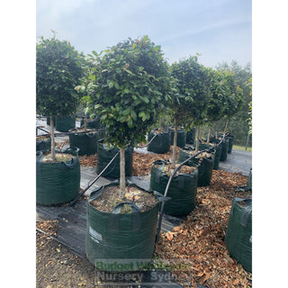 Syzygium Resilience Standard Topirary (Lollipop Plant) 150L Bag Pot Super Special Plants
