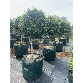 Syzygium Resilience Standard Topirary (Lollipop Plant) 150L Bag Pot Super Special Plants