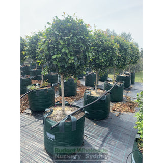 Syzygium Resilience Standard Topirary (Lollipop Plant) 150L Bag Pot Super Special Plants