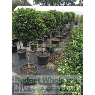 Syzygium Resilience Standard Topirary (Lollipop Plant) Xxxl 500Mm Pot Super Special Plants