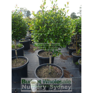 Syzygium Resilience Standard Topirary (Lollipop Plant) Xxxl 500Mm Pot Super Special Plants