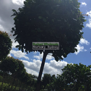 Syzygium Resilience Standard Topirary (Lollipop Plant) Xxxl 500Mm Pot Super Special Plants