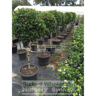 Syzygium Resilience Standard Topirary (Lollipop Plant) Xxl 400Mm Pot Super Special Plants