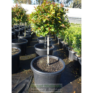 Syzygium Resilience Standard Topirary (Lollipop Plant) Xxxl 500Mm Pot Super Special Plants