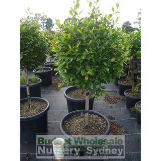 Syzygium Resilience Standard Topirary (Lollipop Plant) Xxxl 500Mm Pot Super Special Plants