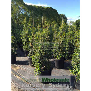 Syzygium Resilience Super Advanced 75Lt Bag 500Mm Pot Plants