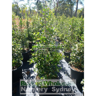 Syzygium Resilience Super Advanced 75Lt Bag 500Mm Pot Plants