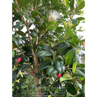 Syzygium Resilience Super Advanced 75Lt Bag 500Mm Pot Plants