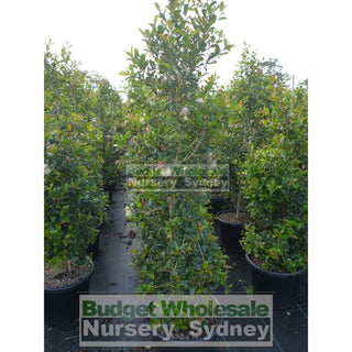 Syzygium Resilience Super Advanced 75Lt Bag 500Mm Pot Plants